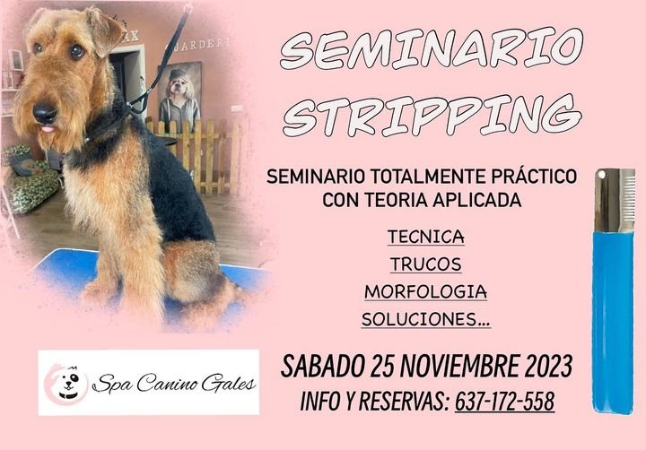 Próximos seminarios de peluquería canina en España Peluqueria Canina