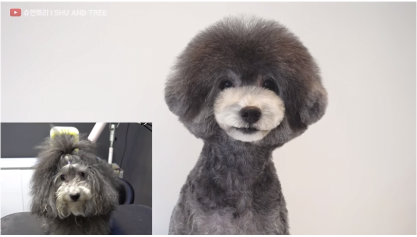 caniche gris corte de pelo estilo asiatico comparacion, antes y despues