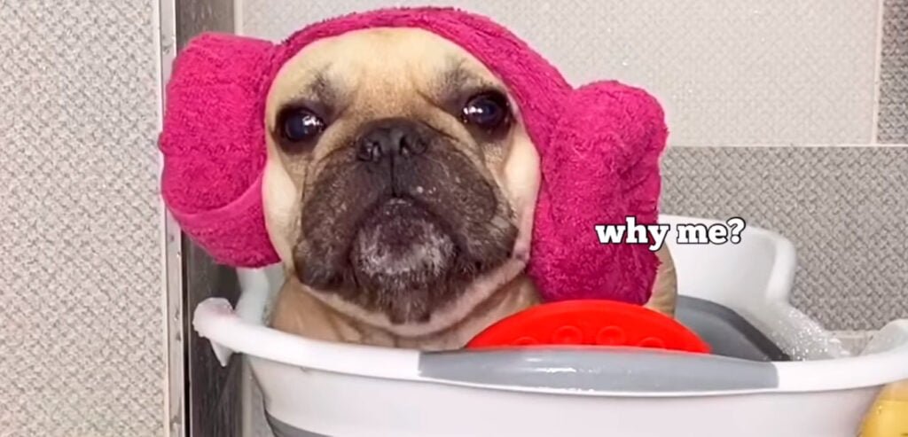bulldog frances con toalla coreana de color rosa